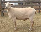 Sheep Trax Joe 129J
